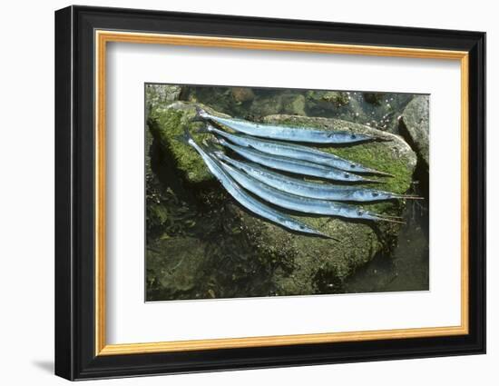 Riversides, Horn-Pikes, Belone Belone, Catch-Newly, Animals-Carl-Werner Schmidt-Luchs-Framed Photographic Print