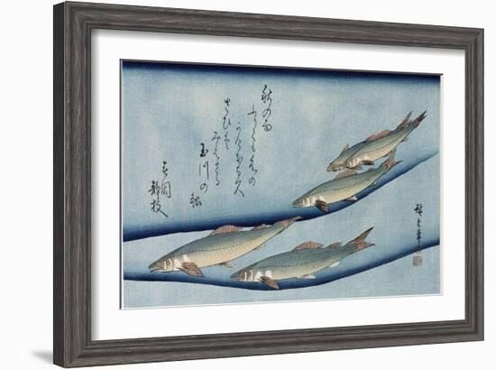 Rivertrout', from the Series 'Collection of Fish'-Utagawa Hiroshige-Framed Giclee Print