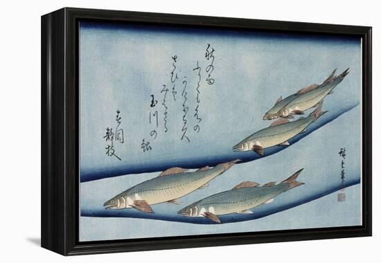 Rivertrout', from the Series 'Collection of Fish'-Utagawa Hiroshige-Framed Premier Image Canvas