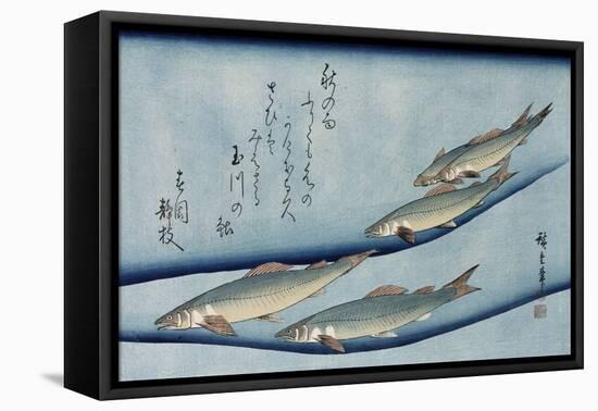 Rivertrout', from the Series 'Collection of Fish'-Ando Hiroshige-Framed Premier Image Canvas