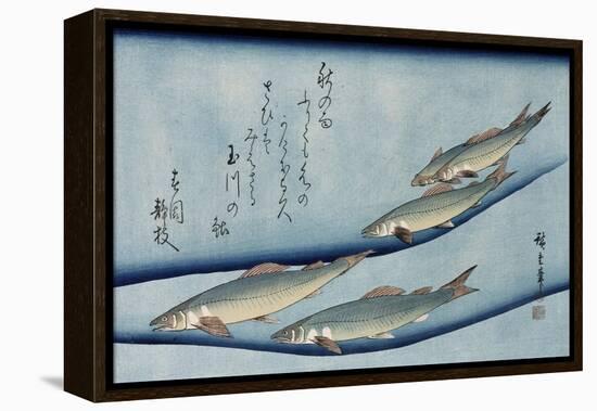 Rivertrout', from the Series 'Collection of Fish'-Ando Hiroshige-Framed Premier Image Canvas