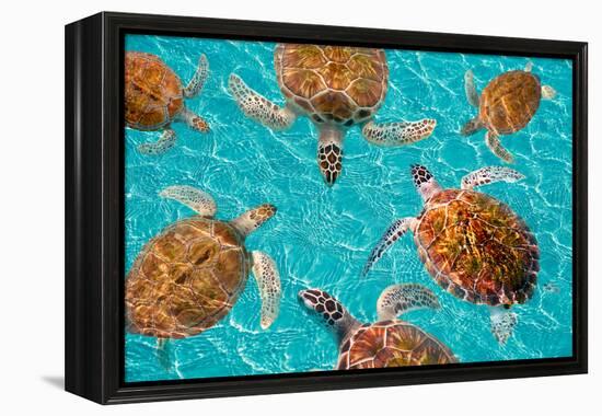 Riviera Maya Turtles Photomount on Caribbean Turquoise Waters of Mayan Mexico-holbox-Framed Premier Image Canvas