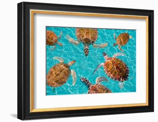 Riviera Maya Turtles Photomount on Caribbean Turquoise Waters of Mayan Mexico-holbox-Framed Premium Photographic Print