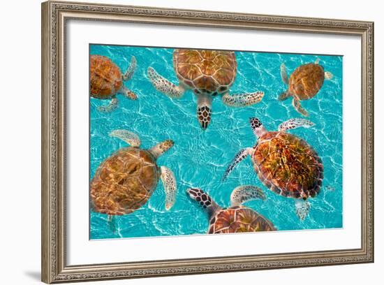 Riviera Maya Turtles Photomount on Caribbean Turquoise Waters of Mayan Mexico-holbox-Framed Photographic Print