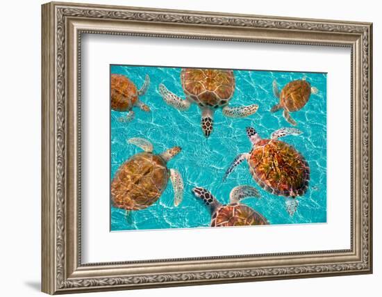 Riviera Maya Turtles Photomount on Caribbean Turquoise Waters of Mayan Mexico-holbox-Framed Photographic Print