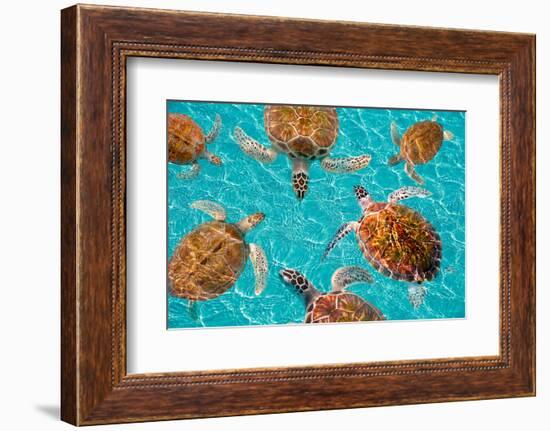 Riviera Maya Turtles Photomount on Caribbean Turquoise Waters of Mayan Mexico-holbox-Framed Photographic Print