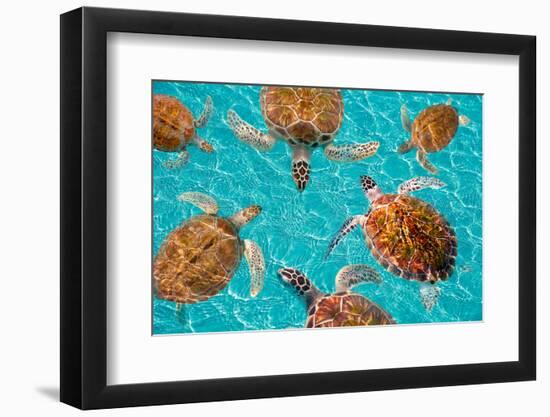 Riviera Maya Turtles Photomount on Caribbean Turquoise Waters of Mayan Mexico-holbox-Framed Photographic Print