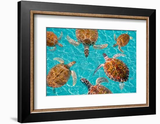 Riviera Maya Turtles Photomount on Caribbean Turquoise Waters of Mayan Mexico-holbox-Framed Photographic Print