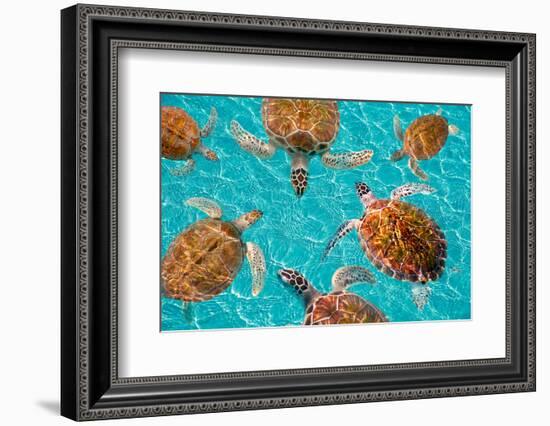 Riviera Maya Turtles Photomount on Caribbean Turquoise Waters of Mayan Mexico-holbox-Framed Photographic Print