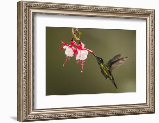 Rivoli's hummingbird nectaring on Fuchsia flower, Costa Rica-Paul Hobson-Framed Photographic Print