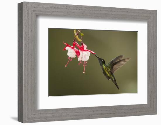 Rivoli's hummingbird nectaring on Fuchsia flower, Costa Rica-Paul Hobson-Framed Photographic Print