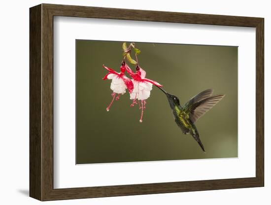 Rivoli's hummingbird nectaring on Fuchsia flower, Costa Rica-Paul Hobson-Framed Photographic Print