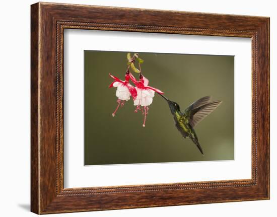 Rivoli's hummingbird nectaring on Fuchsia flower, Costa Rica-Paul Hobson-Framed Photographic Print