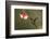 Rivoli's hummingbird nectaring on Fuchsia flower, Costa Rica-Paul Hobson-Framed Photographic Print