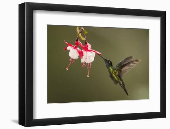 Rivoli's hummingbird nectaring on Fuchsia flower, Costa Rica-Paul Hobson-Framed Photographic Print