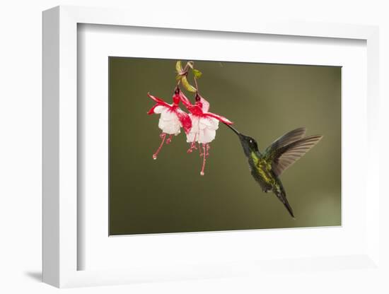 Rivoli's hummingbird nectaring on Fuchsia flower, Costa Rica-Paul Hobson-Framed Photographic Print