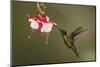 Rivoli's hummingbird nectaring on Fuchsia flower, Costa Rica-Paul Hobson-Mounted Photographic Print