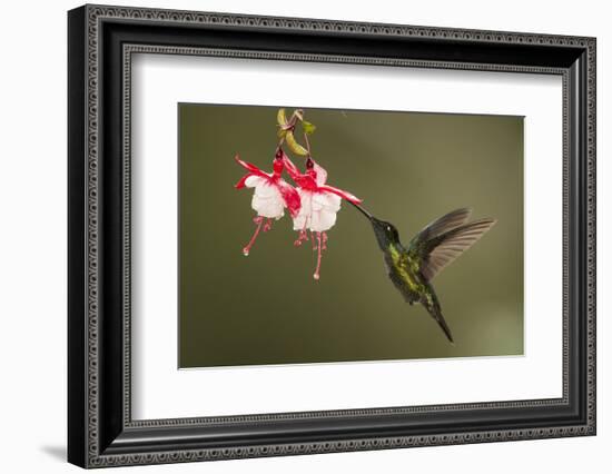 Rivoli's hummingbird nectaring on Fuchsia flower, Costa Rica-Paul Hobson-Framed Photographic Print