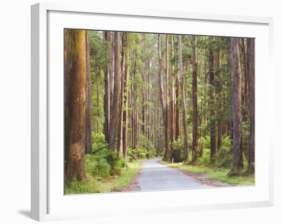 Road and Mountain Ash Trees, Yarra Ranges National Park, Victoria, Australia, Pacific-Jochen Schlenker-Framed Photographic Print