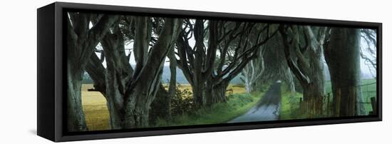 Road at the Dark Hedges, Armoy, County Antrim, Northern Ireland-null-Framed Premier Image Canvas