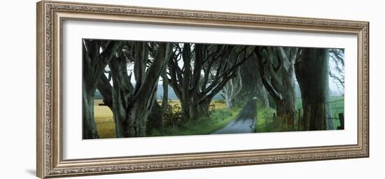 Road at the Dark Hedges, Armoy, County Antrim, Northern Ireland-null-Framed Photographic Print