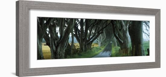 Road at the Dark Hedges, Armoy, County Antrim, Northern Ireland-null-Framed Photographic Print