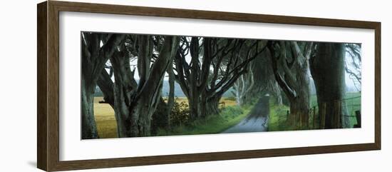 Road at the Dark Hedges, Armoy, County Antrim, Northern Ireland-null-Framed Photographic Print