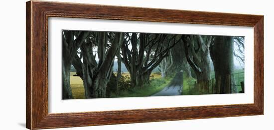 Road at the Dark Hedges, Armoy, County Antrim, Northern Ireland-null-Framed Photographic Print