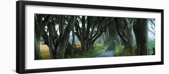 Road at the Dark Hedges, Armoy, County Antrim, Northern Ireland-null-Framed Photographic Print