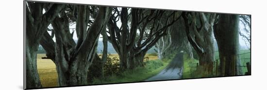Road at the Dark Hedges, Armoy, County Antrim, Northern Ireland-null-Mounted Photographic Print