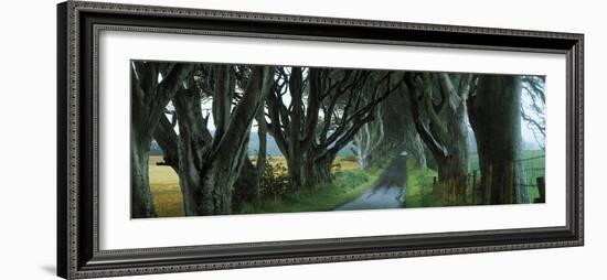 Road at the Dark Hedges, Armoy, County Antrim, Northern Ireland-null-Framed Photographic Print