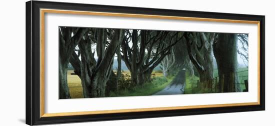 Road at the Dark Hedges, Armoy, County Antrim, Northern Ireland-null-Framed Photographic Print