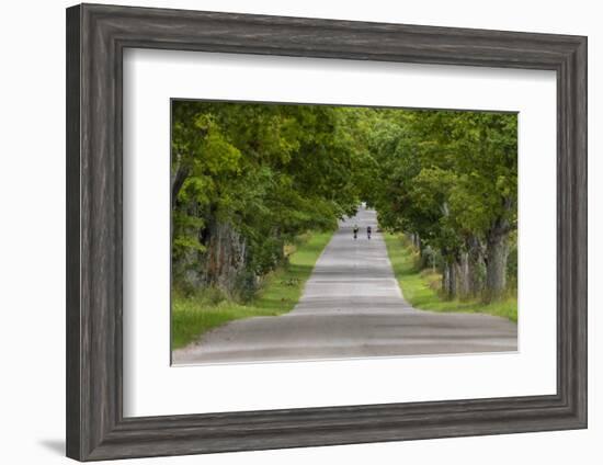 Road Bicycling under a Tunnel of Trees on Rural Road Near Glen Arbor, Michigan, Usa-Chuck Haney-Framed Photographic Print