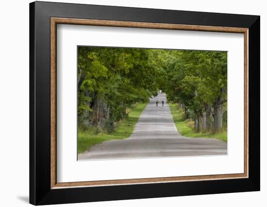 Road Bicycling under a Tunnel of Trees on Rural Road Near Glen Arbor, Michigan, Usa-Chuck Haney-Framed Photographic Print