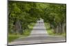 Road Bicycling under a Tunnel of Trees on Rural Road Near Glen Arbor, Michigan, Usa-Chuck Haney-Mounted Photographic Print