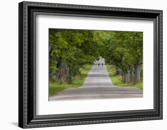 Road Bicycling under a Tunnel of Trees on Rural Road Near Glen Arbor, Michigan, Usa-Chuck Haney-Framed Photographic Print