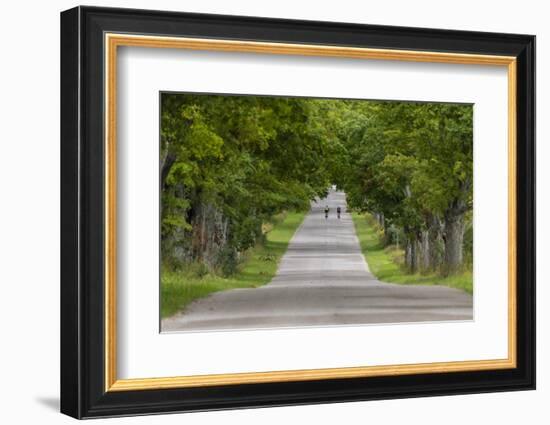 Road Bicycling under a Tunnel of Trees on Rural Road Near Glen Arbor, Michigan, Usa-Chuck Haney-Framed Photographic Print