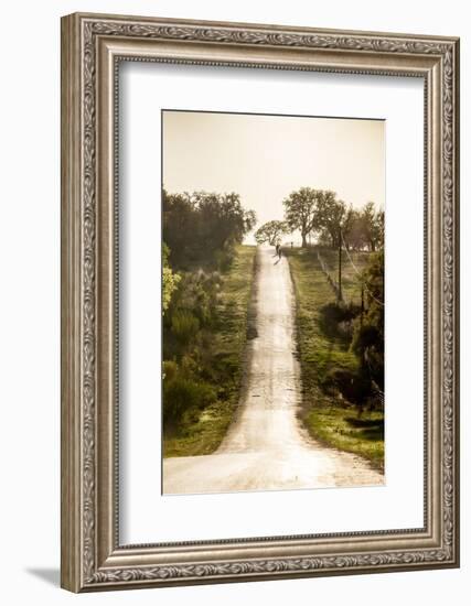 Road Cycling in Texas Hill Country Near Fredericksburg, Texas, Usa-Chuck Haney-Framed Photographic Print