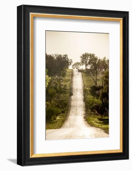 Road Cycling in Texas Hill Country Near Fredericksburg, Texas, Usa-Chuck Haney-Framed Photographic Print