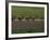 Road Cycling Team in Action-null-Framed Photographic Print