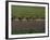 Road Cycling Team in Action-null-Framed Photographic Print