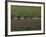 Road Cycling Team in Action-null-Framed Photographic Print