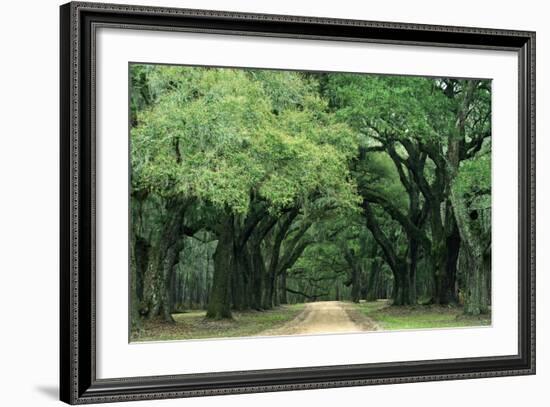 Road Enclosed by Moss-Covered Trees, Charleston, South Carolina, USA-Jaynes Gallery-Framed Photographic Print