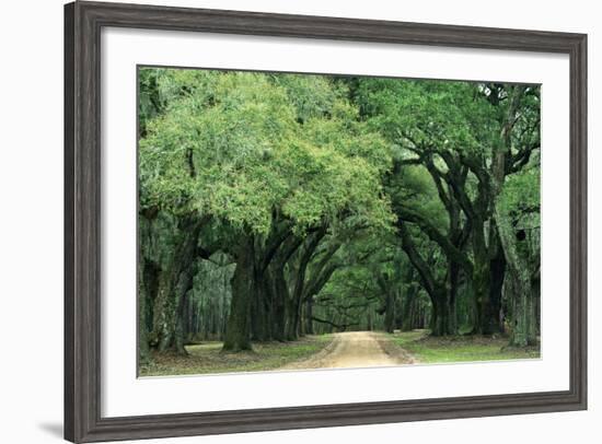 Road Enclosed by Moss-Covered Trees, Charleston, South Carolina, USA-Jaynes Gallery-Framed Photographic Print