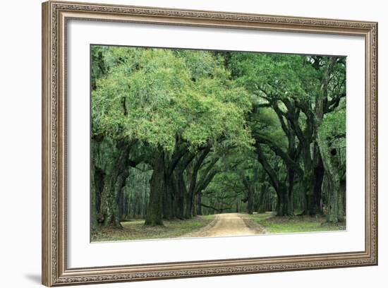 Road Enclosed by Moss-Covered Trees, Charleston, South Carolina, USA-Jaynes Gallery-Framed Photographic Print