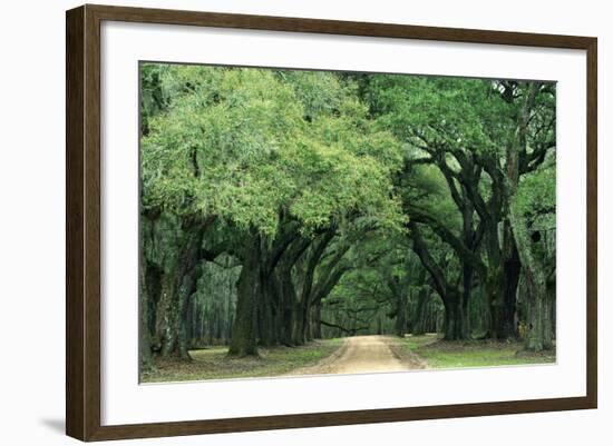 Road Enclosed by Moss-Covered Trees, Charleston, South Carolina, USA-Jaynes Gallery-Framed Photographic Print