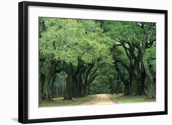 Road Enclosed by Moss-Covered Trees, Charleston, South Carolina, USA-Jaynes Gallery-Framed Photographic Print