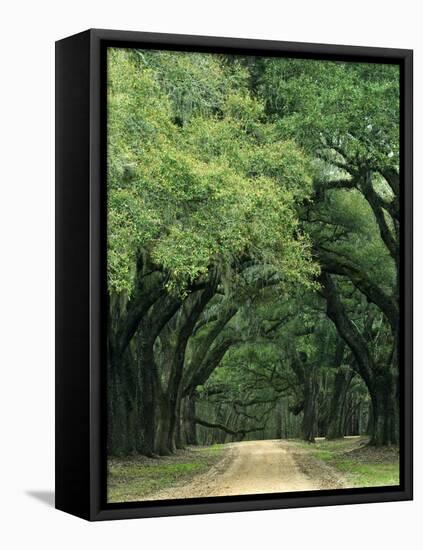 Road Enclosed by Moss-Covered Trees, Charleston, South Carolina, USA-Jaynes Gallery-Framed Premier Image Canvas