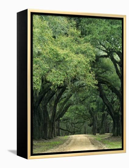 Road Enclosed by Moss-Covered Trees, Charleston, South Carolina, USA-Jaynes Gallery-Framed Premier Image Canvas