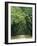 Road Enclosed by Moss-Covered Trees, Charleston, South Carolina, USA-Jaynes Gallery-Framed Photographic Print